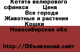 Котята велюрового сфинкса. .. › Цена ­ 15 000 - Все города Животные и растения » Кошки   . Новосибирская обл.